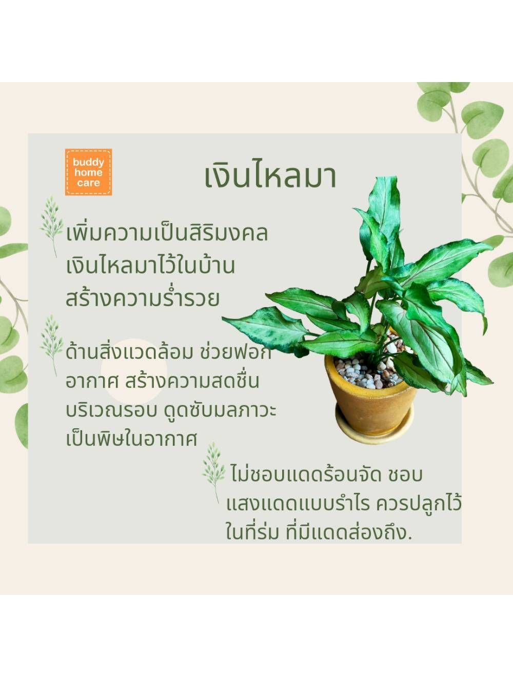 Buddy Homecare ไม้มงคลรักษ์โลก( Mutelu Tree) ต้นเงินไหลมา